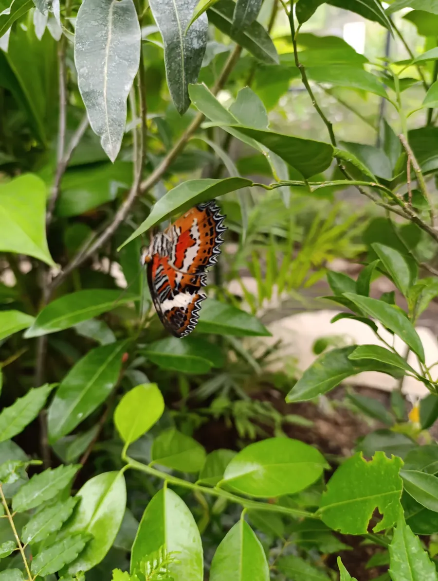 A butterfly with orange, black and white wings resting among green leaves
