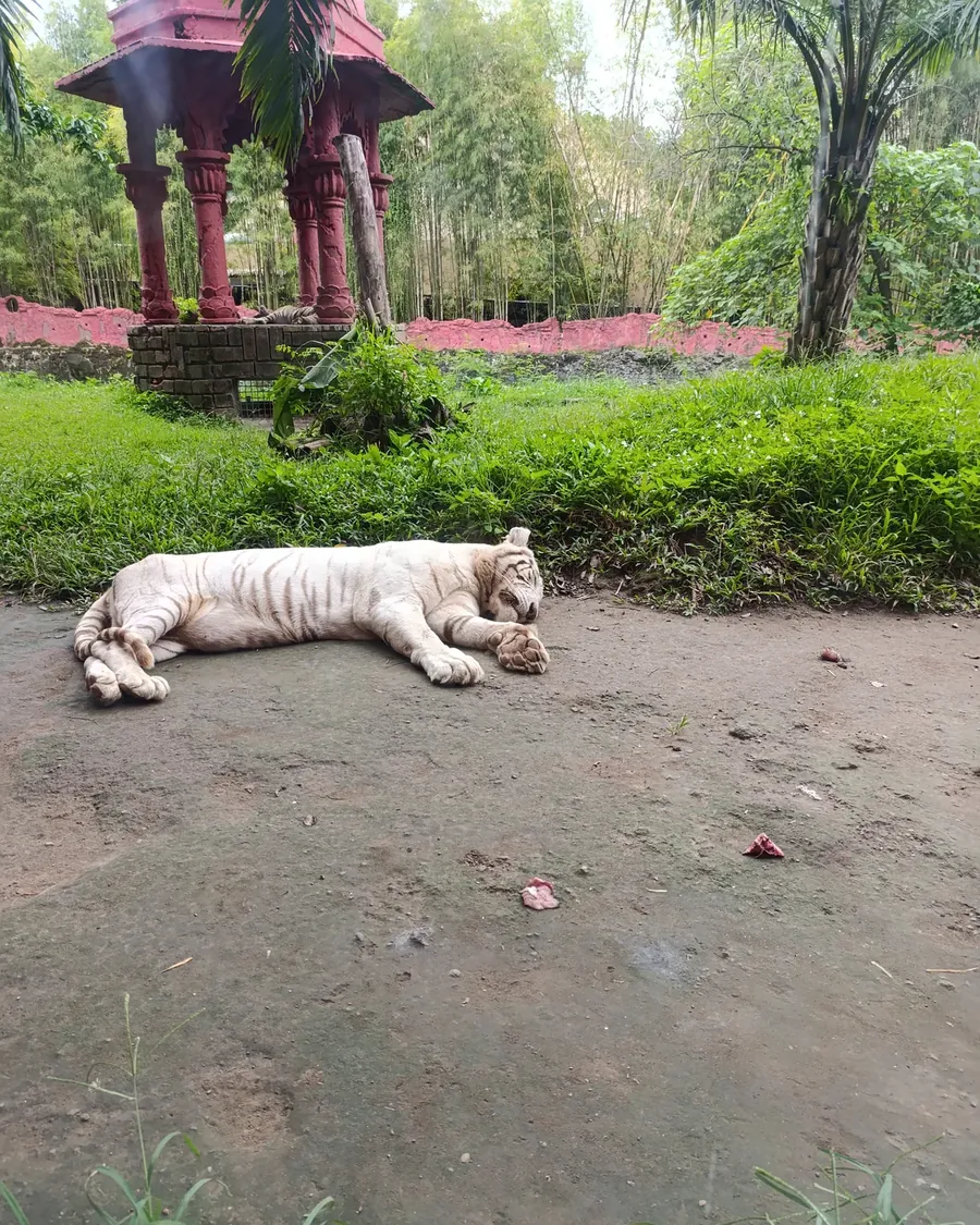 A white tiger lying on a dirt path in a zoo enclosure, with a small red pavilion behind it